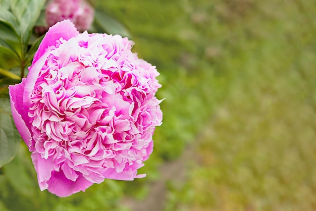 Een grote roze pioenbloem op een groene achtergrond Achtergrond