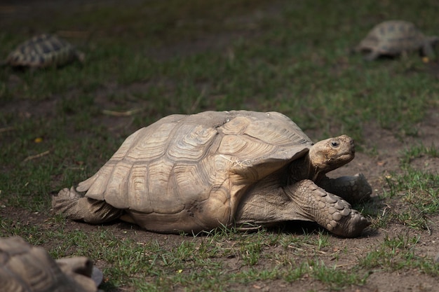 Een grote schildpad kruipt op het gras