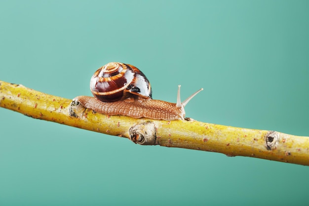 Een grote slak met hoorns en een bruine schelp kruipt langs een tak op een groene achtergrond. het concept van het overwinnen van complexiteit