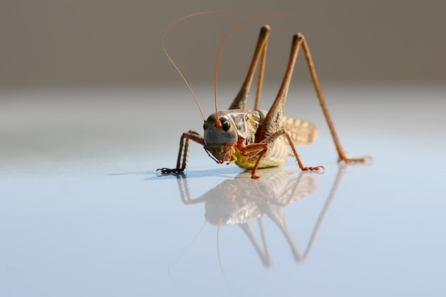 Een grote sprinkhaan wordt weerspiegeld in een metalen oppervlak