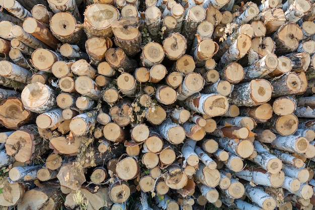 een grote stapel gekapte bomen aan de rand van het bos