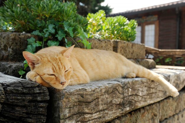 Een grote straatgemberkat die op de treden in de mooie groene tuin slaapt Rode kat ontspannen en verveeld in de tuin in een zomerdag Tuin met vintage houten en stenen treden