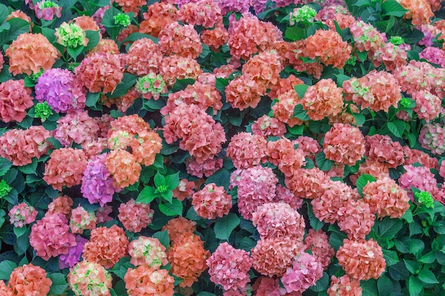 Een grote struik hortensia bloeit in pastelkleuren