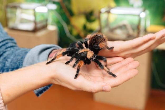 Een grote tarantula-spin zit op de arm.