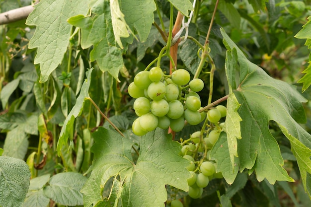 Foto een grote tros groene druiven groeien op een wijnstok rijpe druiven