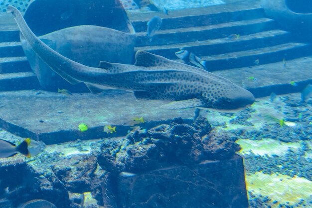 Foto een grote verscheidenheid aan vissen (meer dan 500 soorten vissen, haaien, koralen en schaaldieren) in een enorm aquarium in hotel atlantis op het eiland hainan. sanya, china.