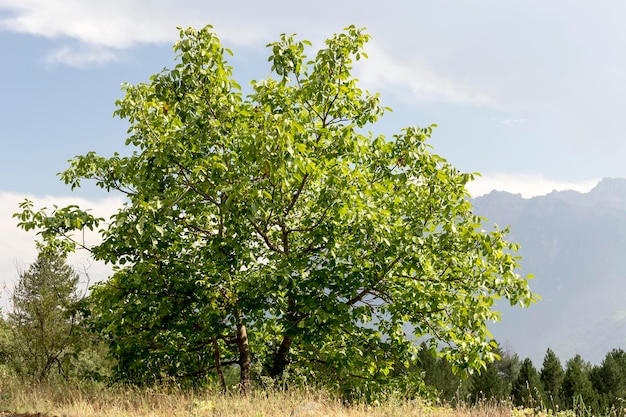 Een grote walnotenboom Juglans regia groeit op het platteland in de bergen op een zonnige zomerdag