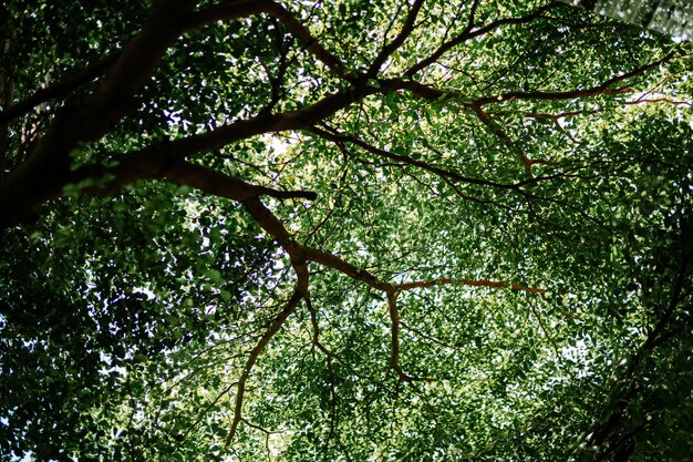 Een grote weelderige boom met brede schaduwrijke takken die perfect is voor natuur- of landschapsfotografie