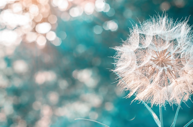 Een grote witte paardebloem op een wazige aard