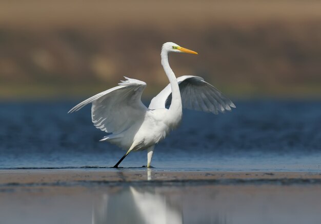 Een grote witte reiger staat op het blauwe water en maakt een veer schoon. Water reflectie en wazig aanwezig