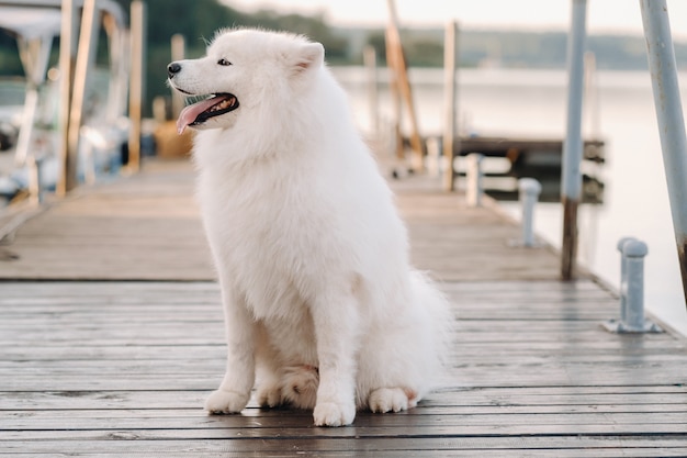 Foto een grote witte samojeed-hond zit op de pier bij het jacht