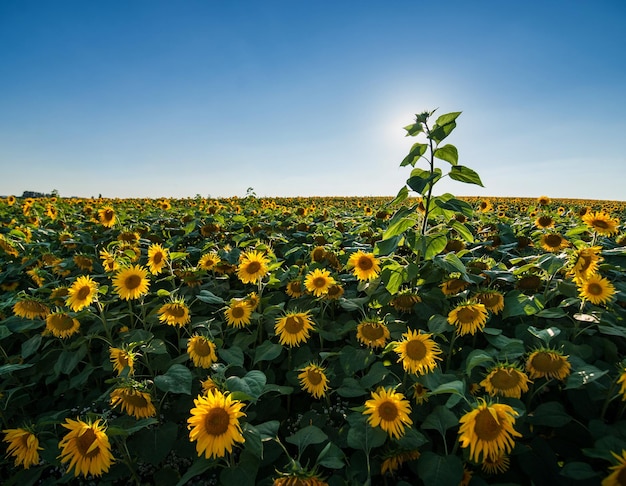 Een grote zonnebloem in het veld onder de kleine