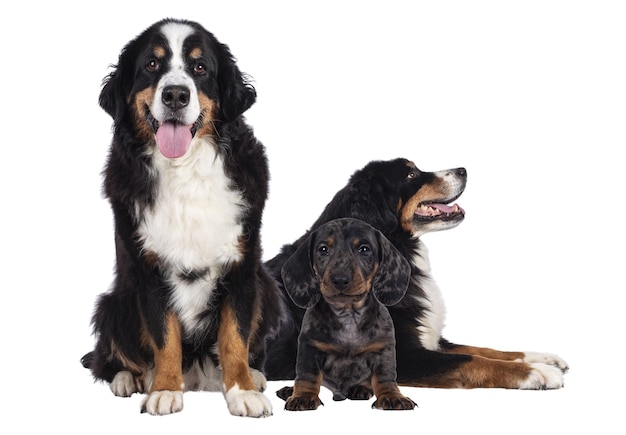 een grote zwarte en witte hond zit een kleinere zwarte en blanke hond ligt en een kleine gevlekte puppy zit voor alles op een witte achtergrond
