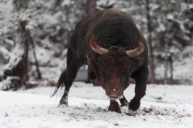 Een grote zwarte stier in de sneeuw die traint om te vechten in de arena stierenvechten concept selectieve focus