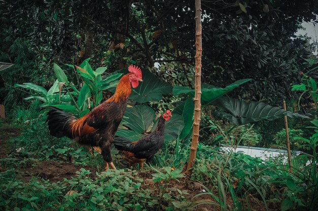 Een haan en een haan lopen in de jungle.