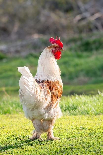 Een haan en een scharrelkip op het gras op het platteland