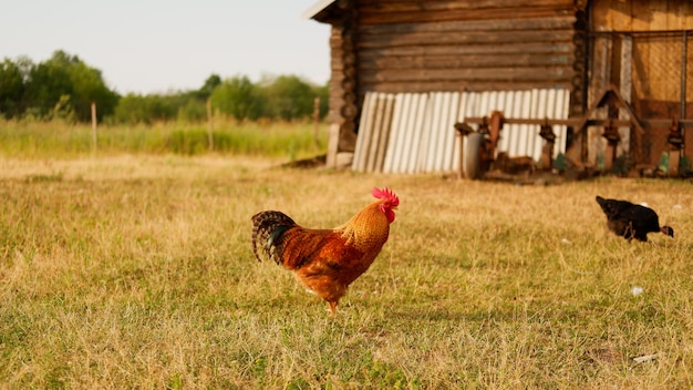 Een haan graast op een boerderij in het dorp