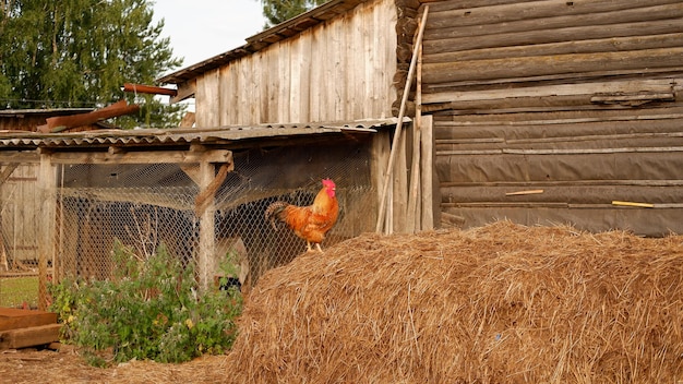 Foto een haan graast op een boerderij in het dorp