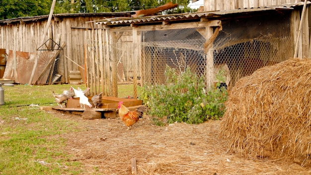 Een haan graast op een boerderij in het dorp