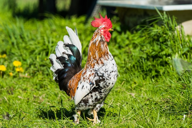 Een haan loopt op het groene gras