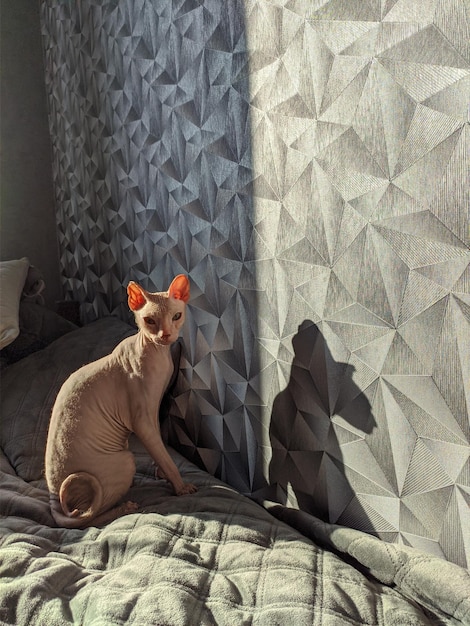 Een haarloze don sphynx-kat met grote roze oren zit, in de schaduw van de muurkat