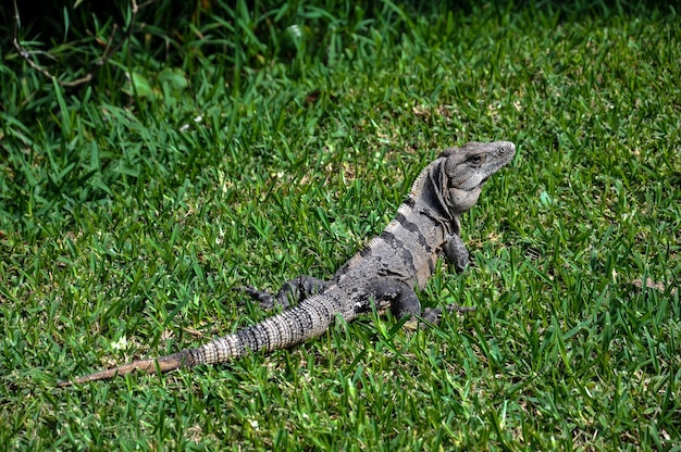 Een hagedis afkomstig uit Mexico, Ctenosaura similis, de zwarte leguaan, zwarte stekelstaartleguaan op de gr