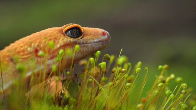 Een hagedis in een grasveld