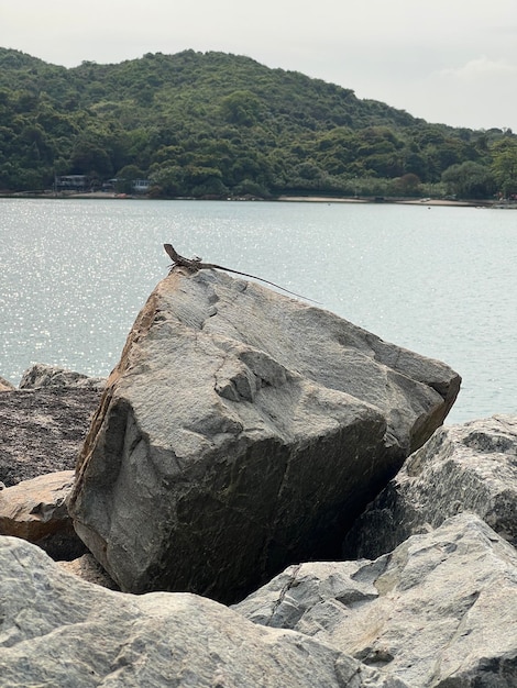 Een hagedis ligt op een grote rots aan de oever van een meer met een eiland op de achtergrond