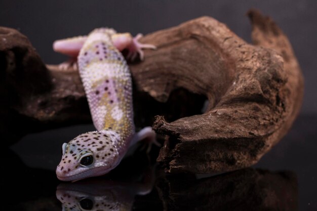 Een hagedis van de luipaardgekko op de dierlijke close-up van takeublepharis macularius