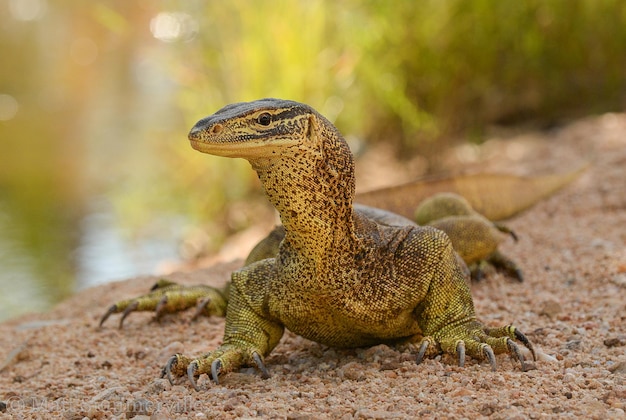 Foto een hagedis zit op de grond voor een vijver