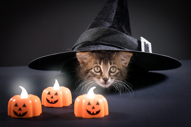 Een Halloween-katje zit onder de hoed van een heks met pompoenkaarsen.