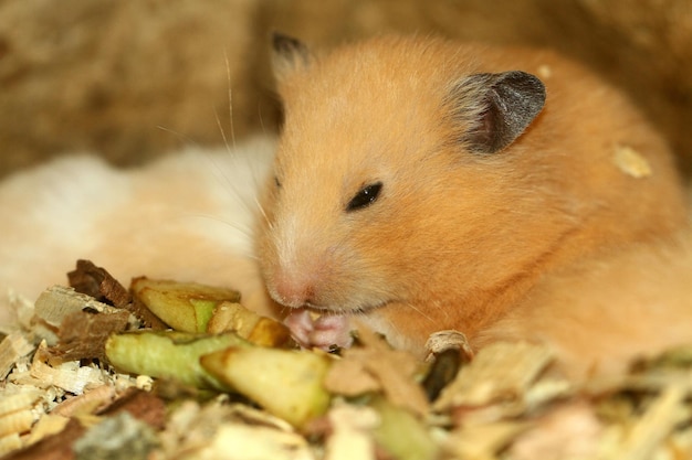 Een hamster eet wat eten op een bed.