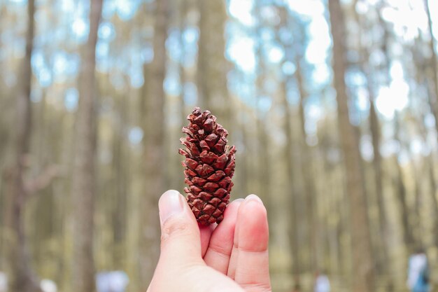 Een hand brengt bruine dennenappel of dennenboomfruit met dennenbos op de achtergrond