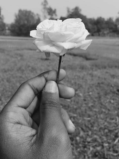 Een hand die een bloem vasthoudt met de tekst 'witte roos' erop