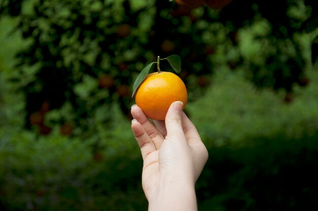 Een hand die een sinaasappel vasthoudt met een blad erop
