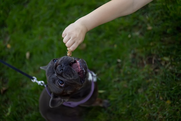 Een hand die eten uitreikt naar een Franse bulldog hij kijkt naar een stuk eten en opent zijn mond