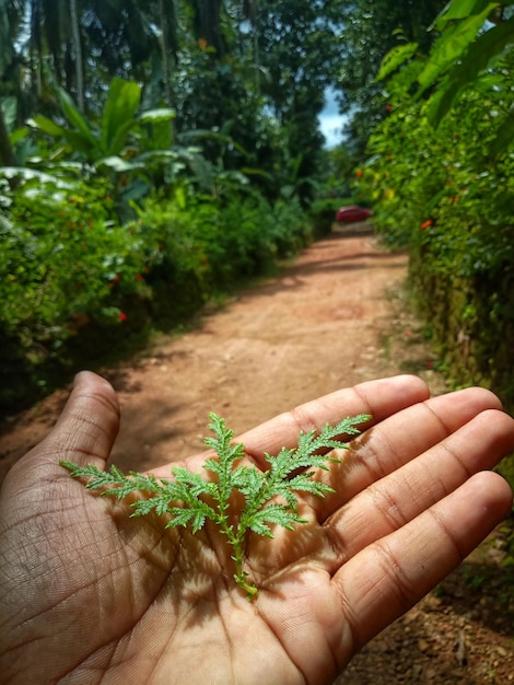 Foto een hand houdt een kleine plant vast die zich in de palm van een hand bevindt.