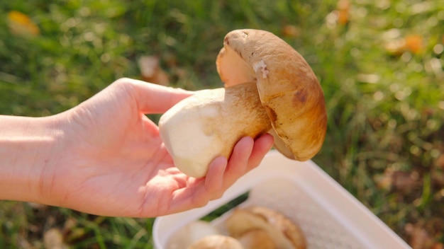 Een hand houdt een mooie grote porcini-paddenstoel vast, verzameld in de herfstbosclose-up