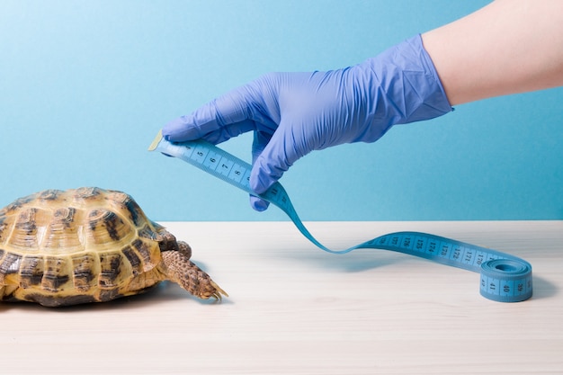 Een hand in een blauwe rubberen wegwerphandschoen meet met een meetlint de schaal van een landschildpad