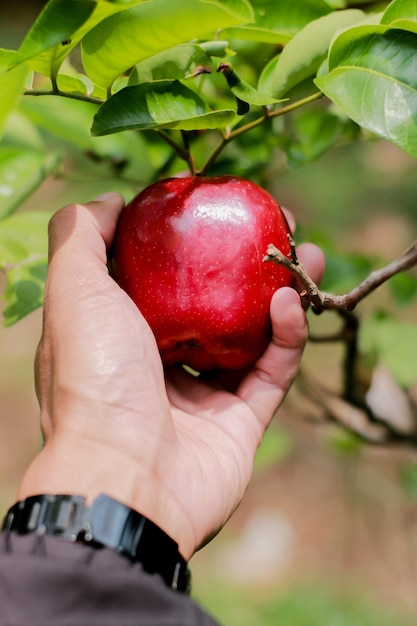 Een hand met een rode appel Vers fruit
