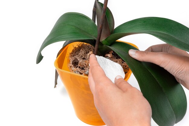 Een hand met een wattenschijfje veegt een blad van de phalaenopsis-orchidee af in een oranje pot op een witte achtergrond. Het concept van de zorg voor kamerplanten. Ruimte kopiëren. Banner