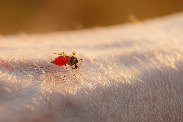 Een hand van een muggenbeet. Mosquito drinkt bloed op de arm.
