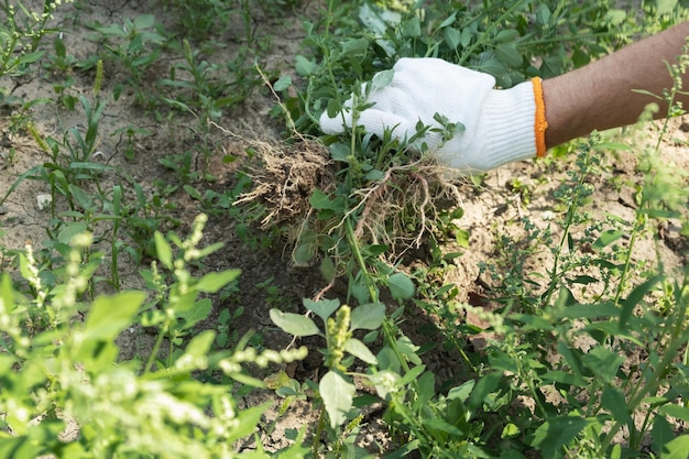 Een hand verwijdert onkruid in de tuin Tuinieren concept