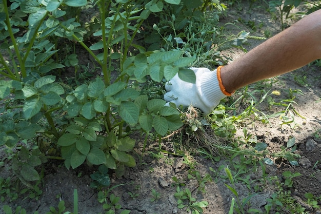 Een hand verwijdert onkruid in de tuin Tuinieren concept