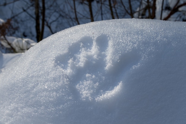 Eén handafdruk in sneeuw in bos