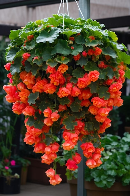 Een hangplant met rode bloemen en groene bladeren