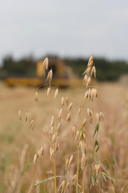 Een haverveld met op de achtergrond een oogstmachine