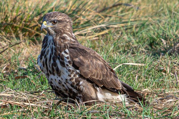 Foto een havik zit in het gras met een gele snavel.