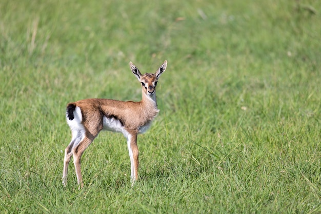 Een heel jonge Thomson Gazelle in het Keniaanse graslandschap