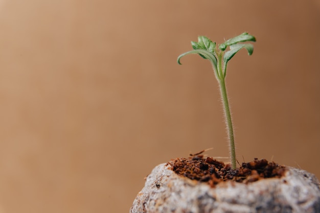 Foto een heel klein plantje in een speciaal aarden potje voor zaailingen op een bruine achtergrond.